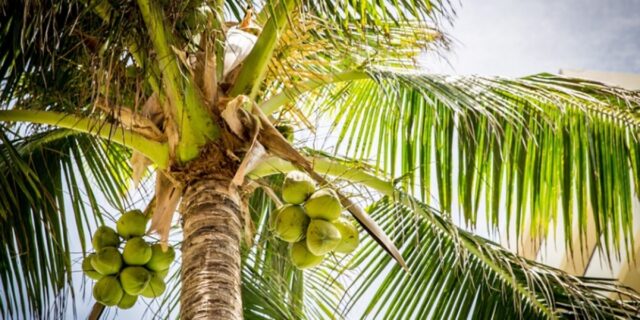 Manfaat batok kelapa untuk kesehatan