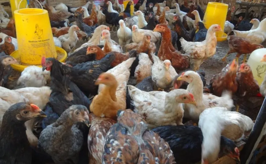 Cara Memelihara Ayam Joper Untuk Pemula, Dijamin Cepat Panen