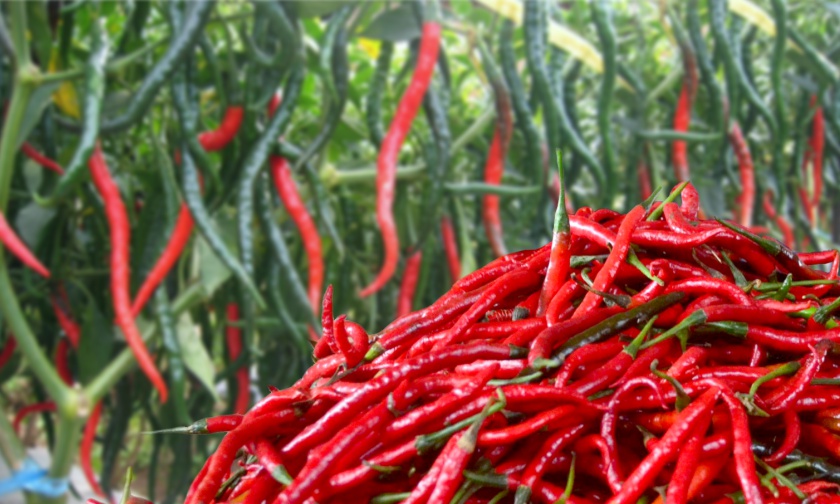 strategi pemasaran cabai