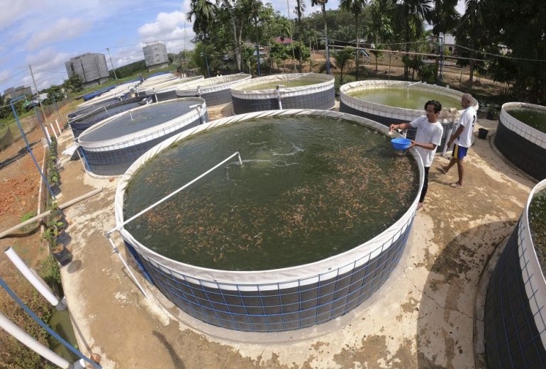 Teknik Bioflok Ikan Nila