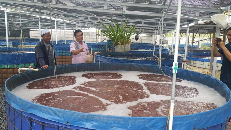 Teknik Bioflok Ikan Nila