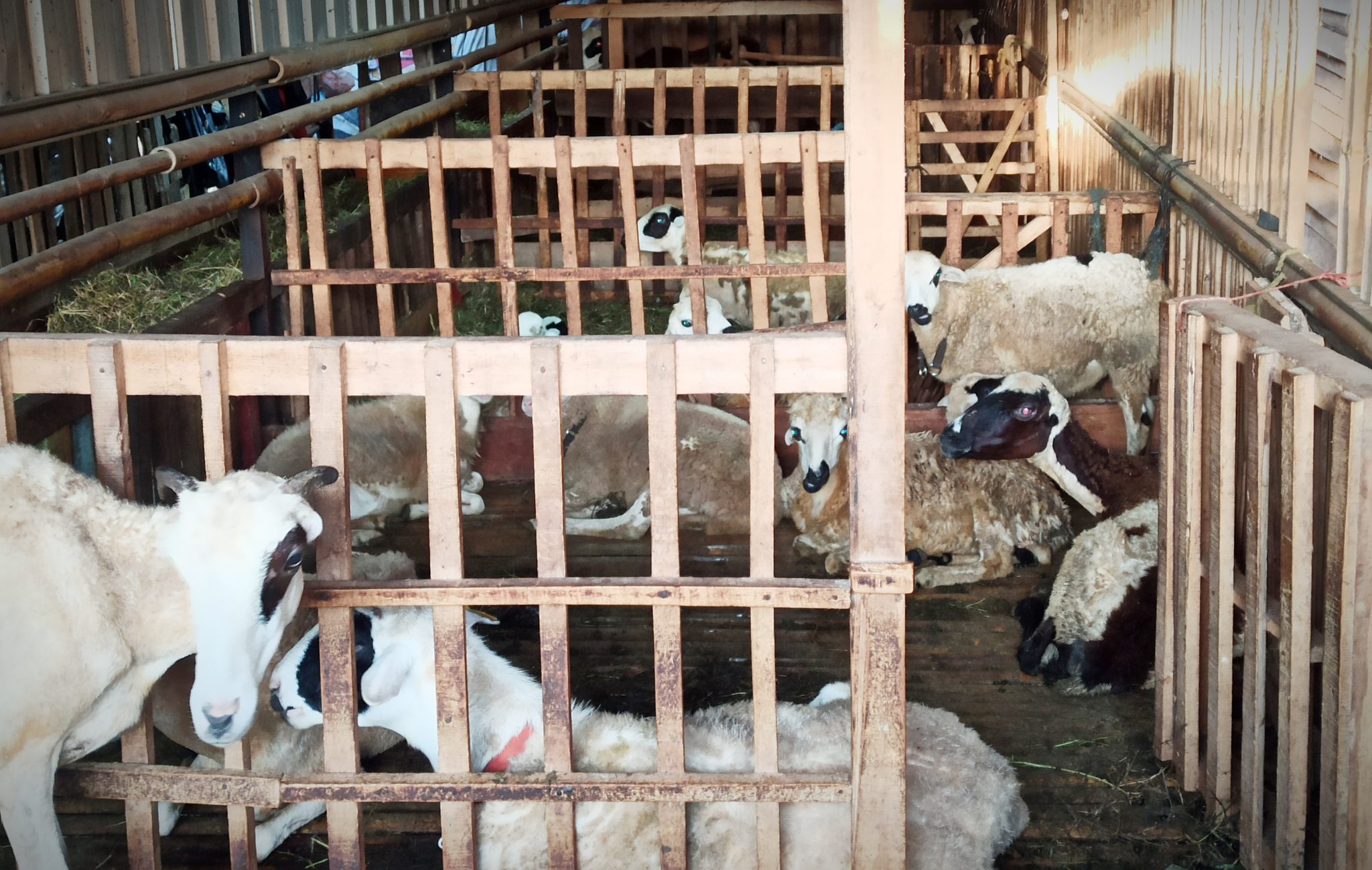 usaha peternakan kambing