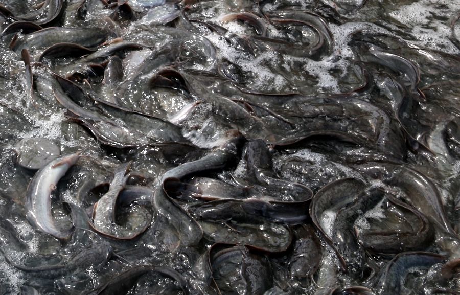 Risiko dalam usaha ternak lele