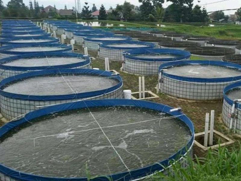 cara buat kolam lele