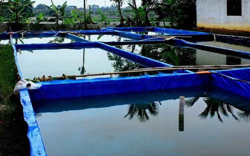 cara buat kolam lele