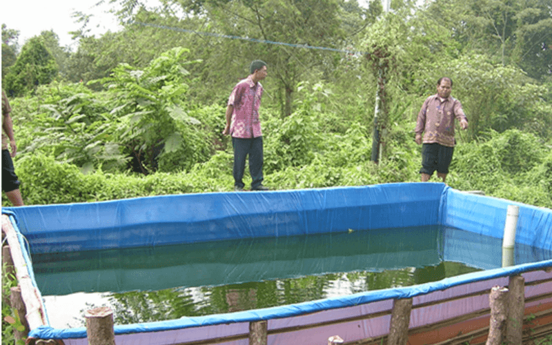 menjaga air kolam ikan lele tetap jernih