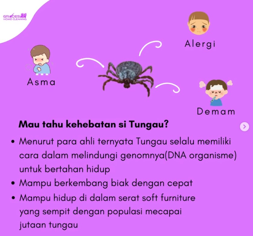 Penyebab Munculnya Tungau di Kasur