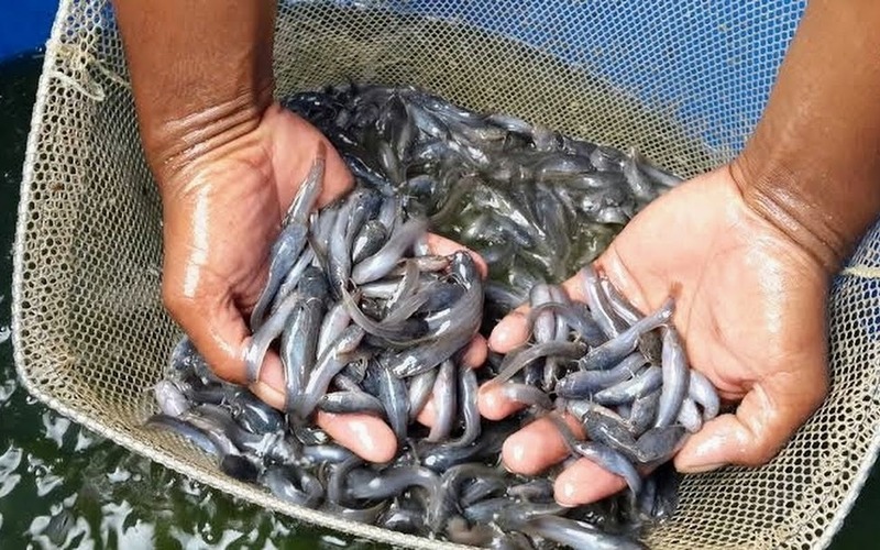 budidaya lele yang modern dan terbaru