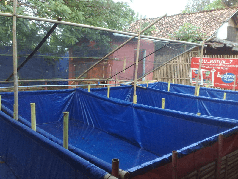 budidaya lele yang modern dan terbaru